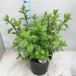 Hydrangea pan. Vanille-Fraise