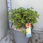 Hydrangea pan. Vanille-Fraise