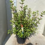 Hydrangea pan. Vanille-Fraise