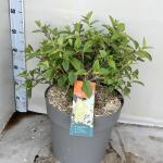 Hydrangea pan. Vanille-Fraise