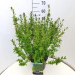 Ligustrum vulg. 'Atrovirens'