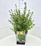 Ligustrum vulg. 'Atrovirens'