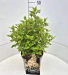 Hydrangea pan. 'Kyushu'