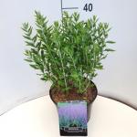 Perovskia 'Blue Spire'