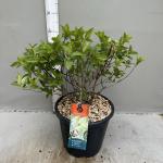 Hydrangea pan. 'Polar Bear'