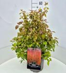 Cornus sang. 'Midwinter Fire'
