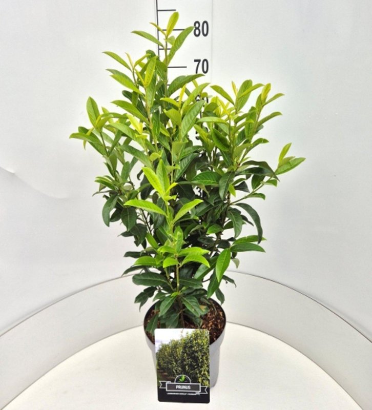 Prunus l. Genolia
