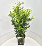 Prunus l. Genolia