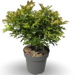 Quercus pal. 'Green Dwarf'