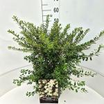 Spiraea nipp. 'Snowmound'