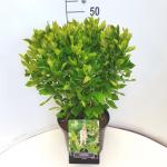 Clethra alnifolia