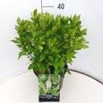 Clethra alnifolia