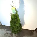 Thuja occ. 'Smaragd'