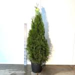 Thuja occ. 'Smaragd'