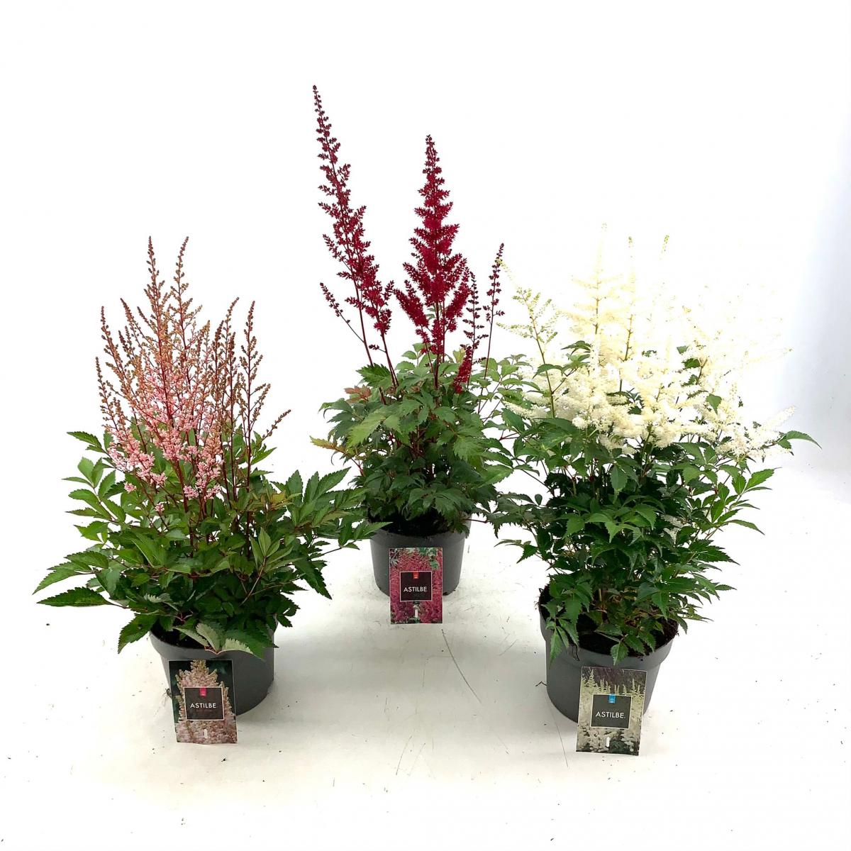 Astilbe Gemengd