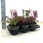 Astilbe Gemengd