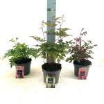 Astilbe japonica