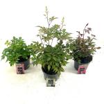 Astilbe japonica