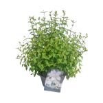 Philadelphus 'Lemoinei'