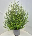 Philadelphus 'Lemoinei'