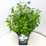 Philadelphus 'Virginal'