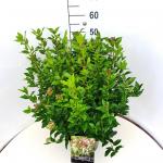 Viburnum tinus