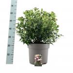 Viburnum tinus