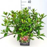 Viburnum tin. 'Gwenllian'