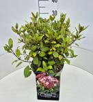 Viburnum tin. 'Gwenllian'