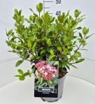 Viburnum tin. 'Gwenllian'