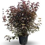 Physocarpus opulif. Lady in Red