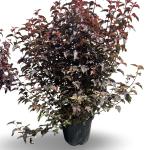 Physocarpus opulif. Lady in Red