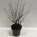 Cephalanthus o. Fiber Optics