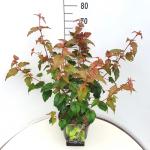 Acer davidii