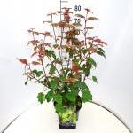 Acer davidii
