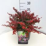 Berberis thunb. 'Atropurpurea Nana'