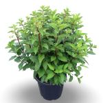 Hydrangea pan. Pinky Winky