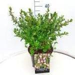 Escallonia 'Apple Blossom'