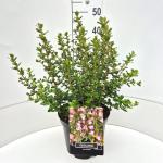 Escallonia 'Apple Blossom'