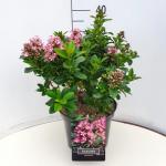 Escallonia laevis Pink Elle