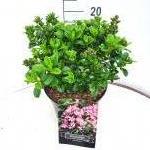 Escallonia laevis Pink Elle