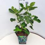 Ficus car. 'Brown Turkey'