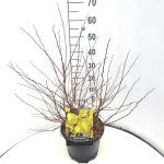 Physocarpus opulif. 'Dart's Gold'