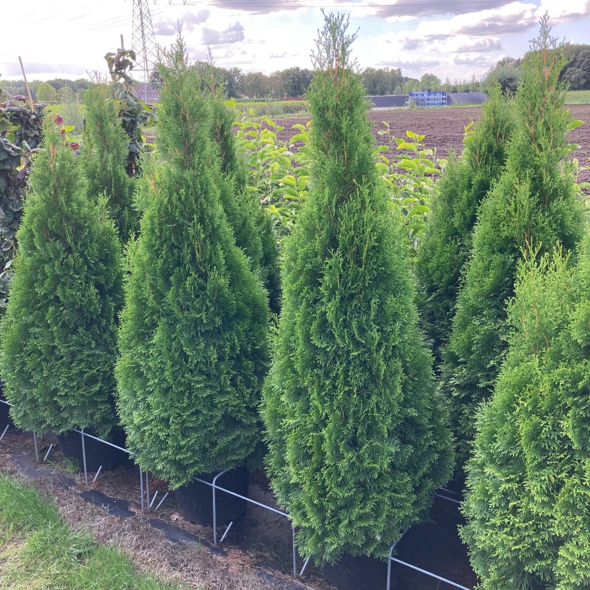 Thuja occ. 'Smaragd'