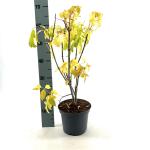 Acer negundo 'Kelly's Gold'
