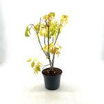 Acer negundo 'Kelly's Gold'