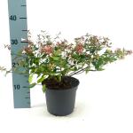 Abelia grandiflora
