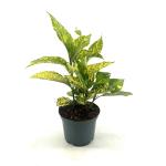 Aucuba jap. 'Golden King'