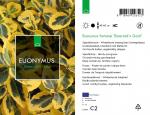 Euonymus fort. 'Emerald 'n' Gold'