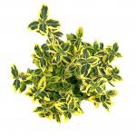 Euonymus fort. 'Emerald 'n' Gold'